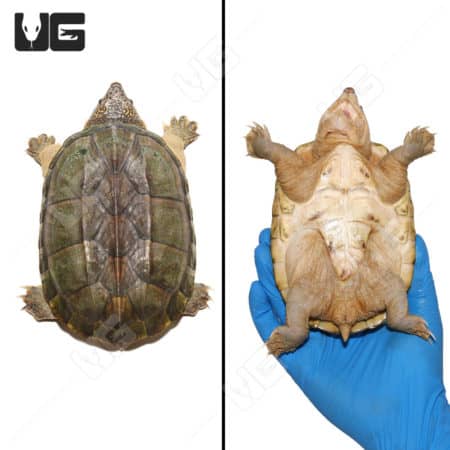 Giant Musk Turtle from the Pacific Coast, showcasing its shell and unique features.