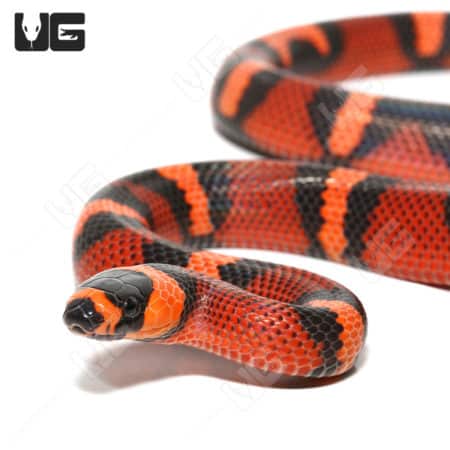 Baby Tangerine Honduran Milksnakes (Lampropeltis triangulum hondurensis) For Sale - Underground Reptiles