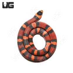 Baby Tangerine Honduran Milksnakes (Lampropeltis triangulum hondurensis) For Sale - Underground Reptiles