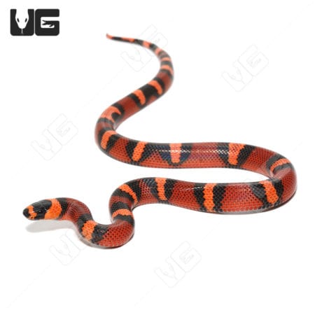 Baby Tangerine Honduran Milksnakes (Lampropeltis triangulum hondurensis) For Sale - Underground Reptiles