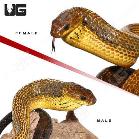 Yellow Bellied Puffing Snake (Pseustes sulphureus) For Sale - Underground Reptiles