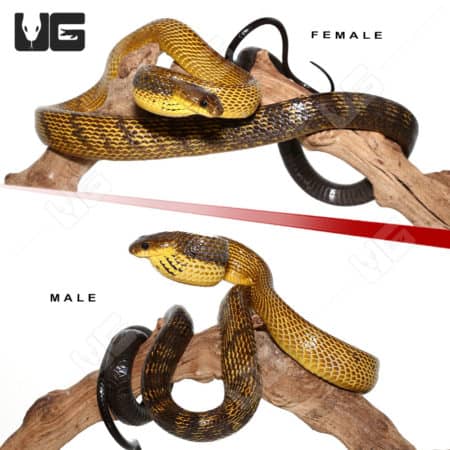 Yellow Bellied Puffing Snake (Pseustes sulphureus) For Sale - Underground Reptiles