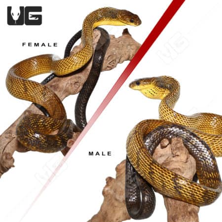 Yellow Bellied Puffing Snake (Pseustes sulphureus) For Sale - Underground Reptiles