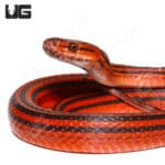 Red-black Striped Snake (Bothrophthalmus lineatus) For Sale - Underground Reptiles