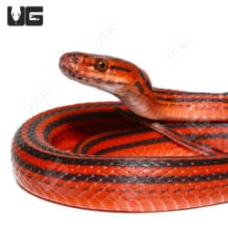 Red-black Striped Snake (Bothrophthalmus lineatus) For Sale - Underground Reptiles