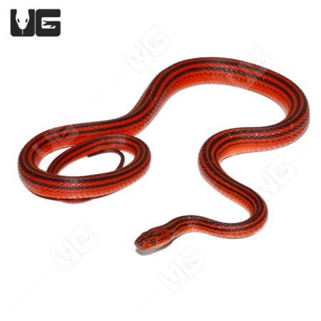 Red and black striped snake, a stunning reptile from Underground Reptiles.