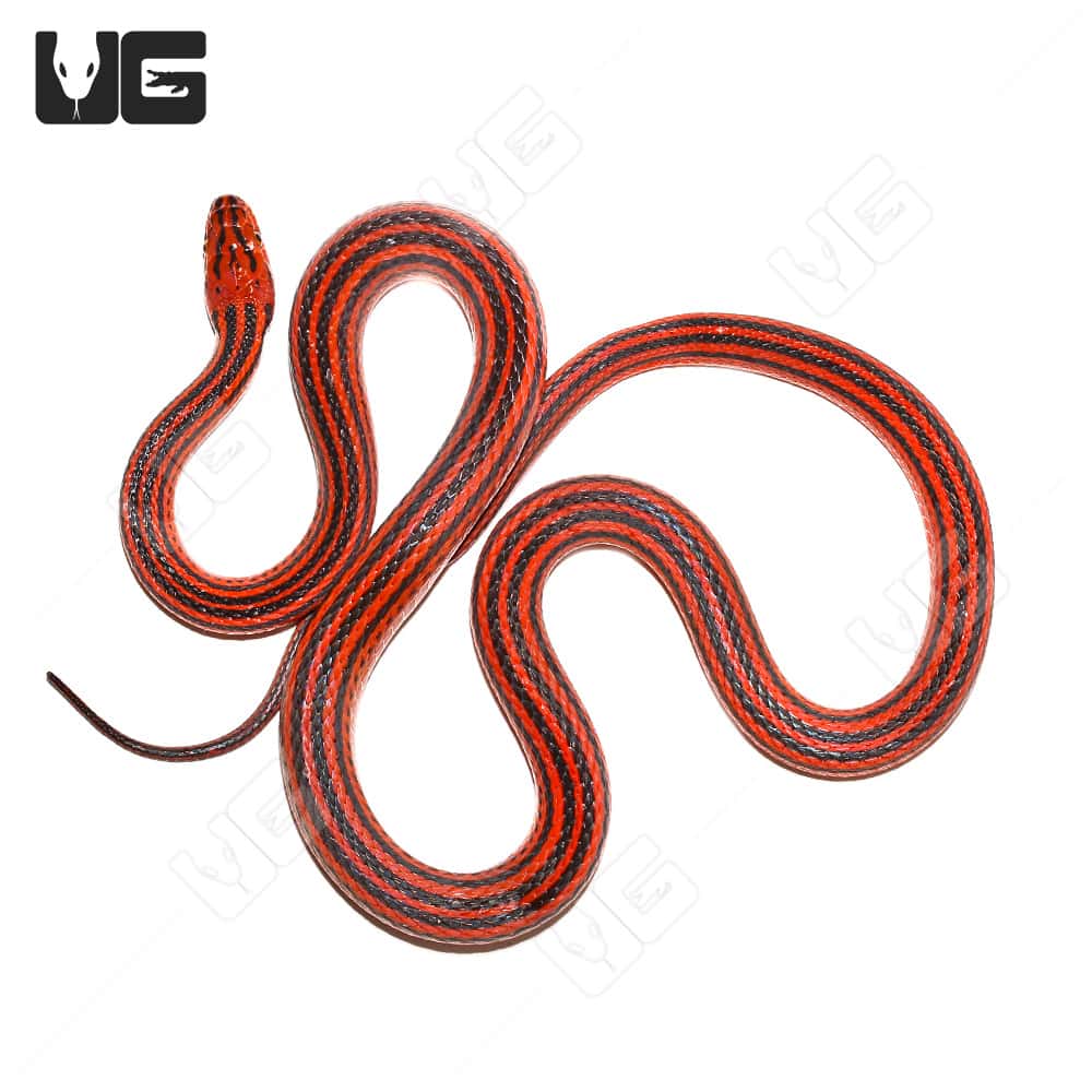 Eastern Garter Snakes For Sale Underground Reptiles