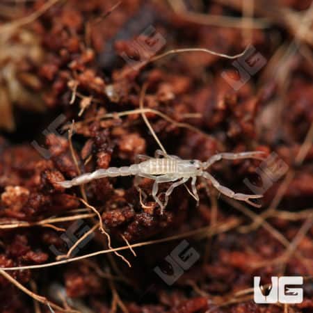 Sand Devil Scorpion (vaejovis confusus) for sale