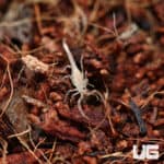 Sand Devil Scorpion (vaejovis confusus) for sale