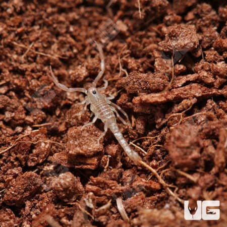 Sand Devil Scorpion (vaejovis confusus) for sale