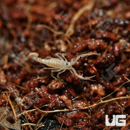 striped devil Scorpion (Paravaejovis spinigerus) for sale