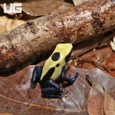 Citronella Tinctorius Dart Frogs (Dendrobates tinctorious) For Sale - Underground Reptiles