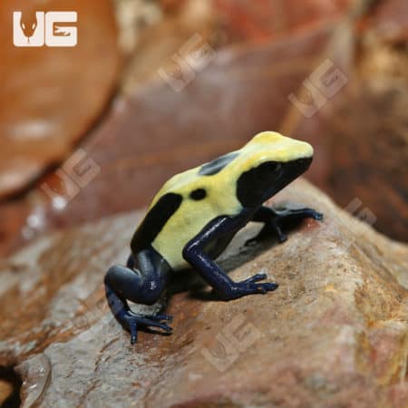 Sub-Adult Citronella Dart Frog on a rock, showcasing vibrant yellow and black coloration.