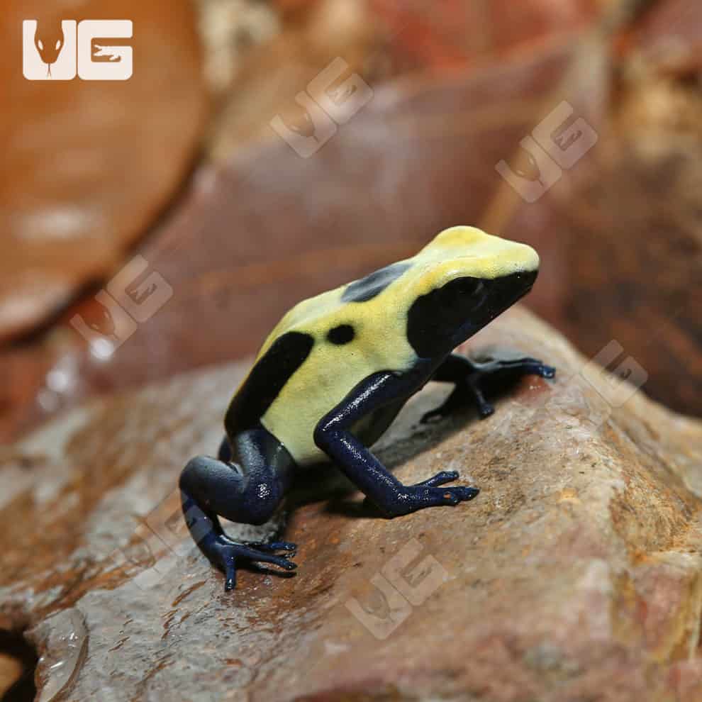 Citronella Tinctorius Dart Frogs For Sale Underground Reptiles