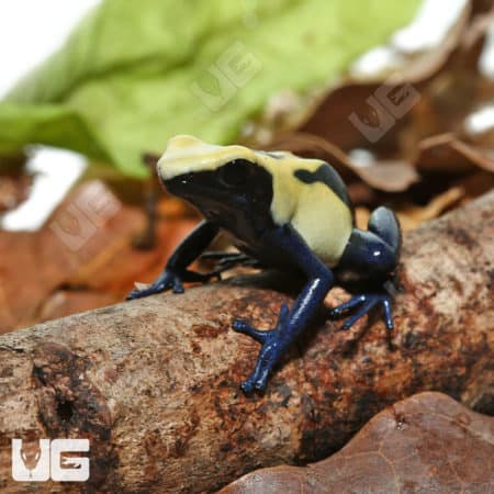 Citronella Tinctorius Dart Frogs (Dendrobates tinctorious) For Sale - Underground Reptiles