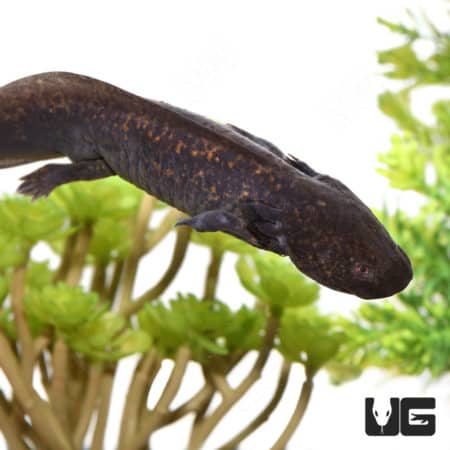 Sub-Adult Wildtype Axolotls (Ambystoma mexicanum) For Sale - Underground Reptiles