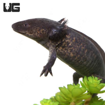 Axolotl, aquatic salamander, wildtype, sub-adult, amphibian pet.