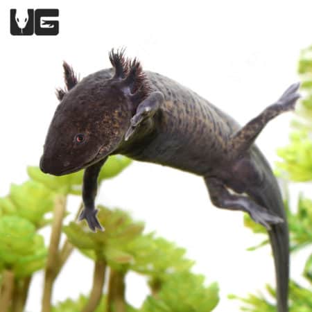 Sub-Adult Wildtype Axolotls (Ambystoma mexicanum) For Sale - Underground Reptiles