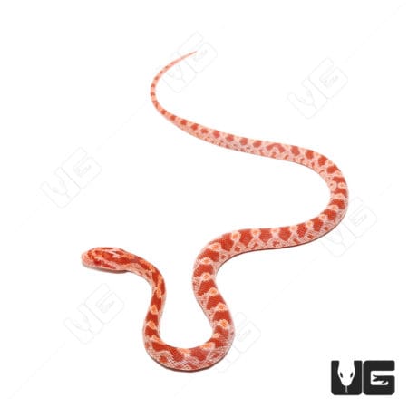 Baby Sunglow Cornsnakes (Pantherophis guttatus) For Sale - Underground Reptiles