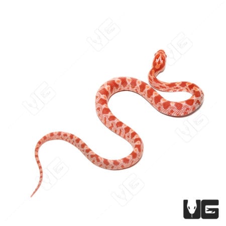 Bright orange and white Sunglow Cornsnake on white background.