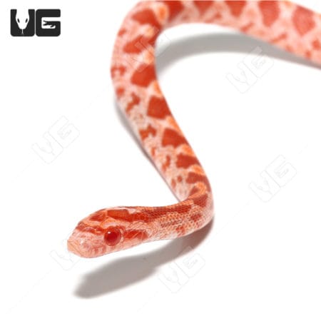 Baby Sunglow Cornsnakes (Pantherophis guttatus) For Sale - Underground Reptiles
