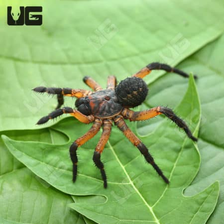 Suwat Armored Trapdoor Spider on green leaf, close-up view.