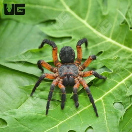 Armored Trapdoor Spider on green leaf.