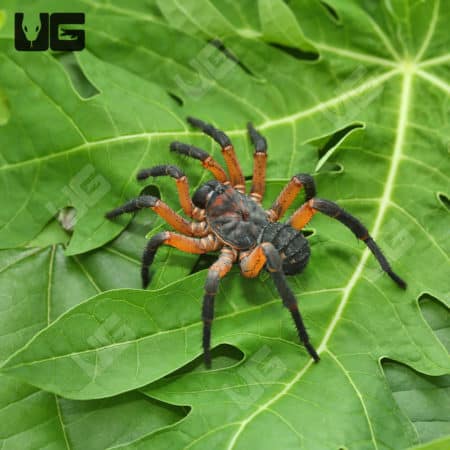 Suwat Armored Trapdoor Spider (Liphistius Sp. Suwat Thailand) For Sale - Underground Reptiles