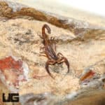 Thai Bark Scorpion (Lychas Scutilus) For Sale - Underground Reptiles