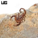 Thai Bark Scorpion (Lychas Scutilus) For Sale - Underground Reptiles