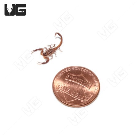 Thai Bark Scorpion (Lychas Scutilus) For Sale - Underground Reptiles