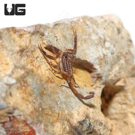 Thai Bark Scorpion (Lychas Scutilus) For Sale - Underground Reptiles