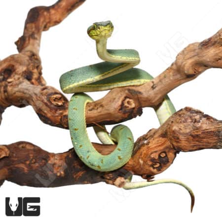 Two Striped Forest Pit Viper (Botrops bilineatus) For Sale - Underground Reptiles