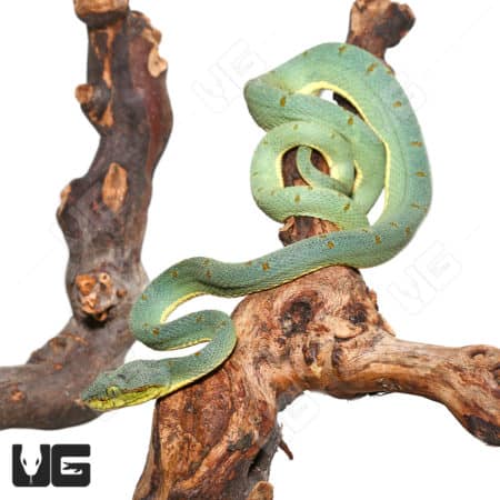 Adult female Two Striped Forest Pit Viper resting on a tree branch.