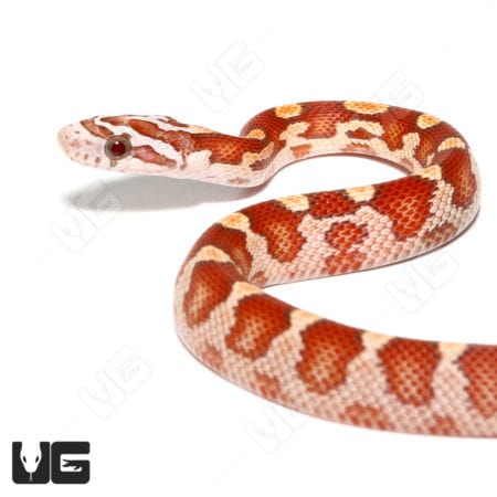 Baby Ultra-mel Cornsnakes (Pantherophis guttatus) For Sale - Underground Reptiles