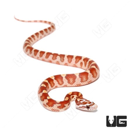 Baby Ultra-mel Cornsnakes (Pantherophis guttatus) For Sale - Underground Reptiles