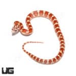 Baby Ultra-mel Cornsnakes (Pantherophis guttatus) For Sale - Underground Reptiles
