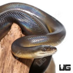 Water Python Pair (Liasis fuscus) For Sale - Underground Reptiles