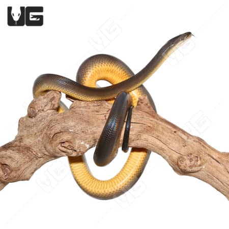 Water Python Pair (Liasis fuscus) For Sale - Underground Reptiles