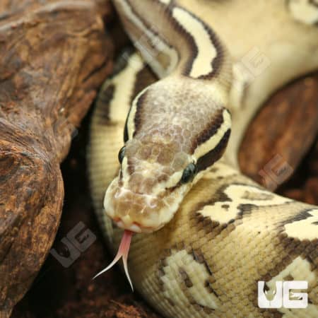 2022 Hurricane Pastave High Intensity Orange Dream Ball Python (#1) (Python regius) For Sale - Underground Reptiles