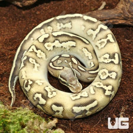 2022 Hurricane Pastave High Intensity Orange Dream Ball Python (#1) (Python regius) For Sale - Underground Reptiles