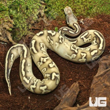 2022 Hurricane Pastave High Intensity Orange Dream Ball Python (#1) (Python regius) For Sale - Underground Reptiles