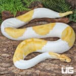 Banana Pied Ball Python For Sale - Underground Reptiles