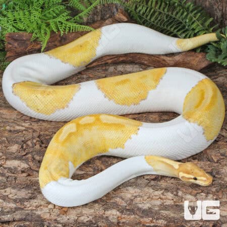 Banana Pied Ball Python For Sale - Underground Reptiles