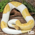 Banana Pied Ball Python For Sale - Underground Reptiles