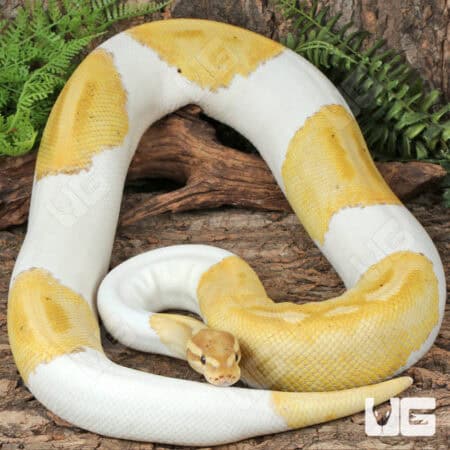 Banana Pied Ball Python For Sale - Underground Reptiles