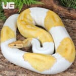 Banana Pied Ball Python For Sale - Underground Reptiles