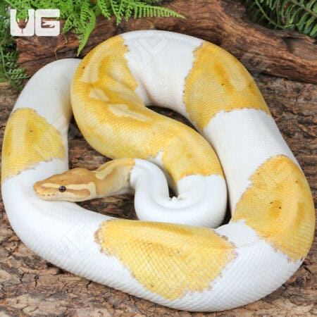 Banana Pied Ball Python For Sale - Underground Reptiles