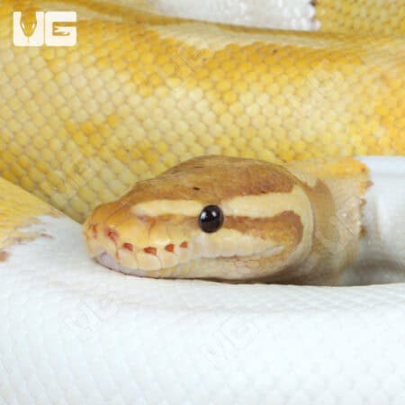 Banana Pied Ball Python For Sale - Underground Reptiles