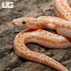 Baby Albino Boreggo Rosy Boas (Lichanura trivirgata) For Sale - Underground Reptiles